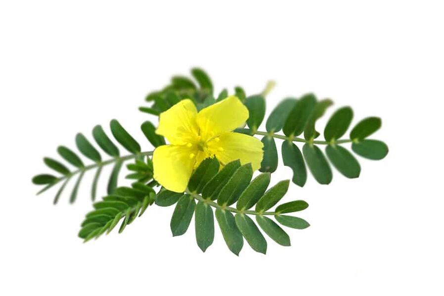 Tribulus terrestris come parte di Glucoren